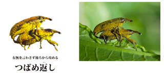 Illustration for article titled Bug Sex Book Sparks Surprising Controversy